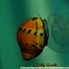 Orange Track Nerite Snail (Neritina natalensis) for Sale Canada | Algae Cleaner