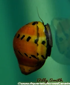 Orange Track Nerite Snail (Neritina natalensis) for Sale Canada | Algae Cleaner