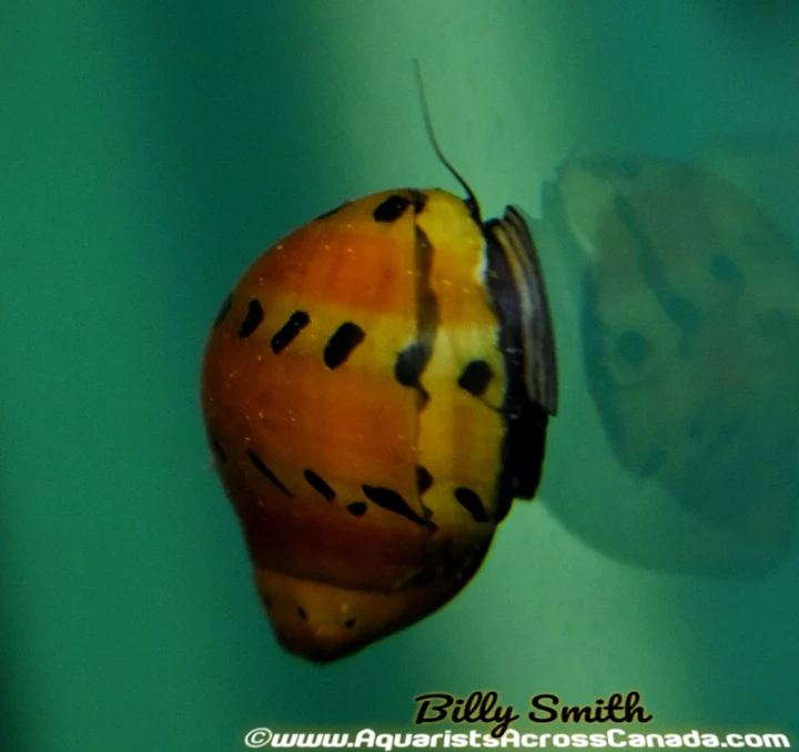 Orange Track Nerite Snail (Neritina natalensis) for Sale Canada | Algae Cleaner