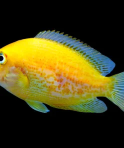 ORANGE CHROMIDE (Etroplus maculatus)