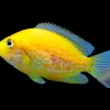 Orange Chromide (Etroplus maculatus) for Sale Canada | Premium Freshwater Cichlid