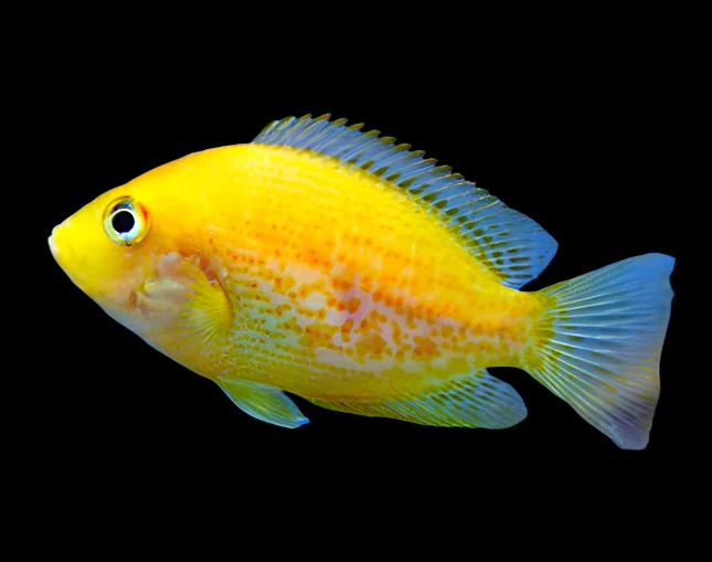 ORANGE CHROMIDE (Etroplus maculatus)