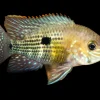Orange Saum Green Terror for Sale in Canada | Andinoacara rivulatus