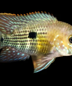 Orange Saum Green Terror for Sale in Canada | Andinoacara rivulatus