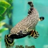 Ornate Bichir (Polypterus ornatipinnis) for Sale Canada | Premium African Bichir