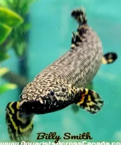 Ornate Bichir (Polypterus ornatipinnis) for Sale Canada | Premium African Bichir