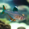 Ornate Tetra (Hyphessobrycon bentosi) for Sale Canada | Buy Ornate Tetra