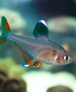 Ornate Tetra (Hyphessobrycon bentosi) for Sale Canada | Buy Ornate Tetra