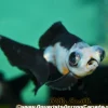 Panda Moor Goldfish (Carassius auratus) 2" for Sale Canada | Premium Fancy Goldfish