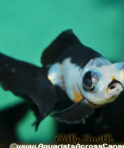 Panda Moor Goldfish (Carassius auratus) 2" for Sale Canada | Premium Fancy Goldfish