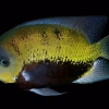 Pantano Cichlid 2" for Sale in Canada | Cichlasoma pearsei