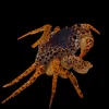Panther Crab (Parathelphusa pantherina) for Sale Canada | Fully Aquatic Freshwater Crab
