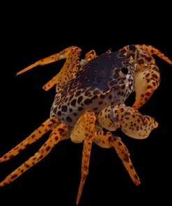 Panther Crab (Parathelphusa pantherina) for Sale Canada | Fully Aquatic Freshwater Crab