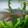 Paradise Gourami (Macropodus opercularis) for Sale Canada | Paradise Fish