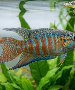 Paradise Gourami (Macropodus opercularis) for Sale Canada | Paradise Fish