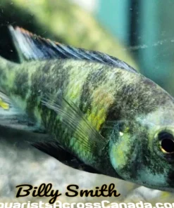 PARALABIDOCHROMIS CHROMOGYNOS *Piebald Victorians* (F1)