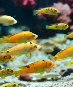 PARALABIDOCHROMIS .SP *Pink Piebald*
