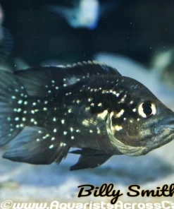 PARATILAPIA POLLENI *Andapa* (HOUSEBRED)