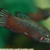 Peaceful Betta for Sale in Canada | Buy Betta imbellis