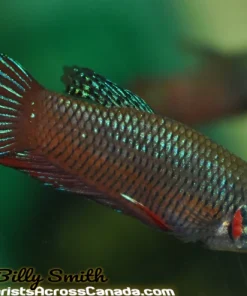 Peaceful Betta for Sale in Canada | Buy Betta imbellis