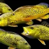 Rare Spider Kelberi Peacock Bass for Sale in Canada | Cichla kelberi