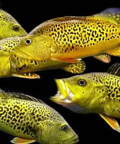 Spider Kelberi Peacock Bass (Cichla kelberi "Spider") Canada | Buy Rare Peacock Bass Online