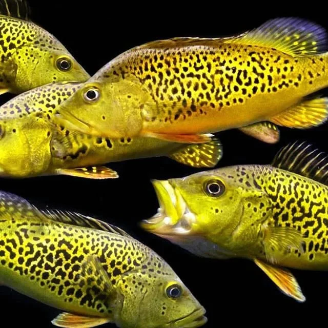 Spider Kelberi Peacock Bass (Cichla kelberi "Spider") Canada | Buy Rare Peacock Bass Online