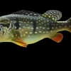 Peacock Bass Temensis for Sale in Canada | Cichla temensis