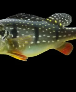 Peacock Bass Temensis for Sale in Canada | Cichla temensis