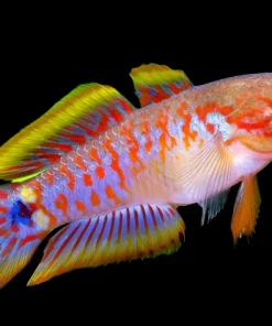 Peacock Gudgeon Goby (Tateurndina ocellicauda) for Sale Canada | Premium Freshwater Goby