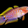 Peacock Gudgeon Goby (Tateurndina ocellicauda) For Sale Canada | Colorful Nano Fish