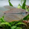 Pearl Gourami (Trichopodus leerii) for Sale Canada | Premium Freshwater Gourami