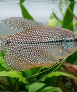 Pearl Gourami (Trichopodus leerii) for Sale Canada | Premium Freshwater Gourami
