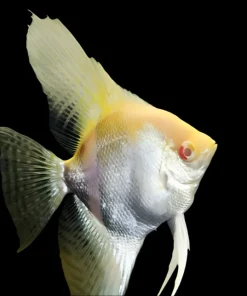 PEARLSCALE ANGELFISH XL