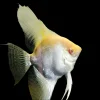XL Pearlscale Angelfish Canada | Buy Premium Freshwater Angelfish Online