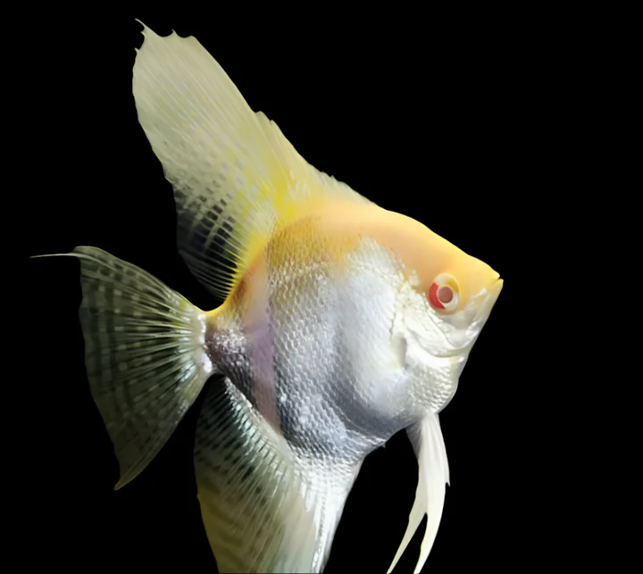XL Pearlscale Angelfish Canada | Buy Premium Freshwater Angelfish Online
