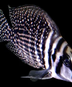 PEARLY CALVUS (Altolamprologus calvus) F1