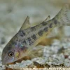 Peppered Corydoras (Corydoras paleatus) for Sale Canada | Premium Cory Catfish