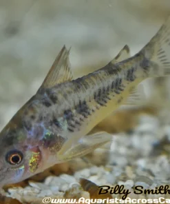 Peppered Corydoras (Corydoras paleatus) for Sale Canada | Premium Cory Catfish