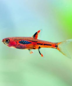 PHEONIX RASBORA (Bororas Merah)