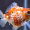 A Grade Ping Pong Dragon Eye Goldfish (Carassius auratus) 2.5" for Sale Canada | Premium Fancy Goldfish