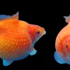 Pingpong Pearlscale Goldfish (Carassius auratus) 2" for Sale Canada | Premium Fancy Goldfish