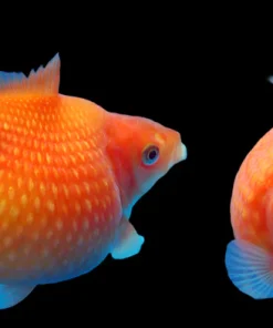 Pingpong Pearlscale Goldfish (Carassius auratus) 2" for Sale Canada | Premium Fancy Goldfish