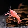 Pink Sakura Crayfish (Procambarus clarkii sp.) for Sale Canada | Rare Freshwater Crayfish