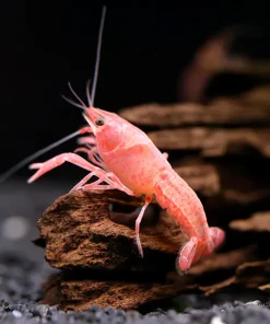 Pink Sakura Crayfish (Procambarus clarkii sp.) for Sale Canada | Rare Freshwater Crayfish