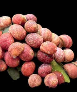 Pink Lady Nerite Snail (Clithon sowerianum) for Sale Canada | Rare Aquarium Snail
