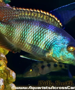 PLACIDOCHROMIS MILOMO *VC-10* (HOUSEBRED DOMESTIC) 1.5"