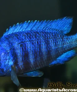 PLACIDOCHROMIS PHENOCHILUS "TANZANIA" STAR SAPPHIRE 4" MALE