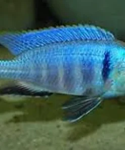 PLACIDOCHROMIS . SP *ELECTRA* (DEEP WATER HAP) 6.5" SHOW MALE