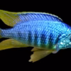 Placidochromis sp. Jalo Reef Canada | Buy Rare Lake Malawi Hap Cichlid Online